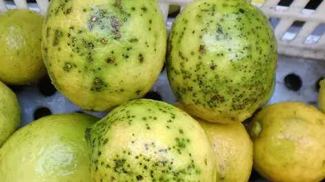 Argentina deja de exportar limones a Europa