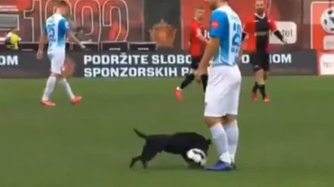 Un perro entró al campo de juego, cortó una contra y hasta le hizo un caño a un jugador