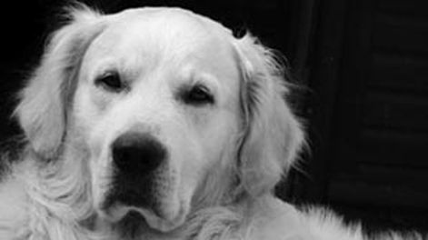 ¿Entienden los perros?