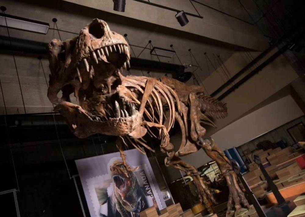 Hallaron restos del Tiranosaurio Rex más grande del mundo