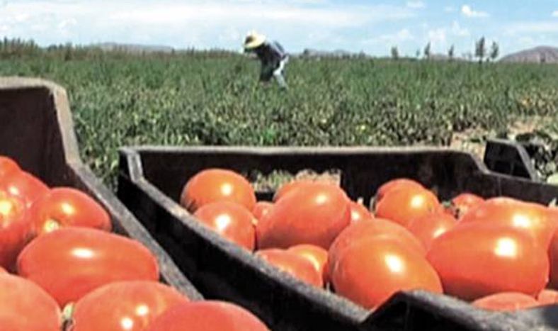 Tomates de película