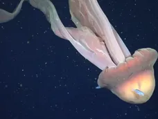 La medusa tiene 11 metros de largo. La medusa tiene 11 metros de largo.