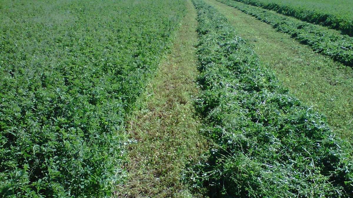 San Juan apuesta por la exportación de alfalfa, que podría crecer entre 5 y 6 veces