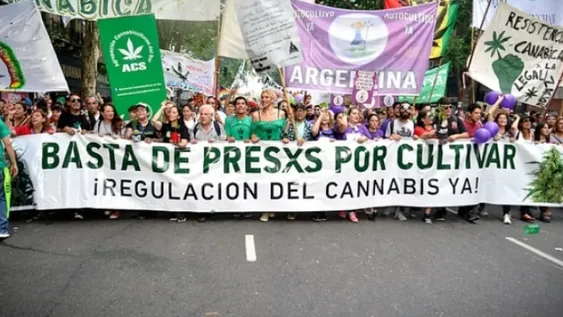 Cannabis medicinal: las respuestas positivas a la epilepsia refractaria superaron el 80%