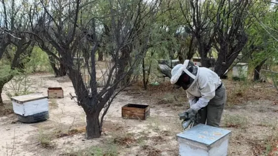 Comienza la Novena Semana de la Miel Sanjuanina