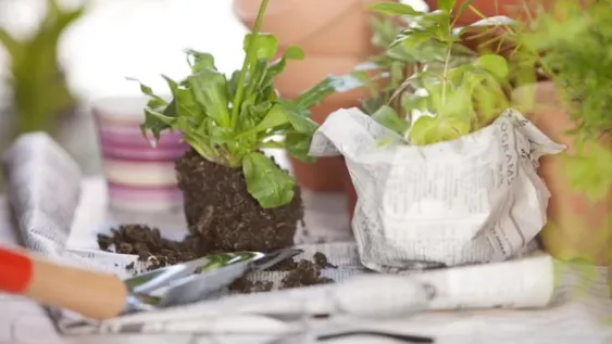 Apuesta al jardín reciclado