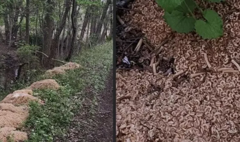 Misterio en el río: apareció una montaña de fideos