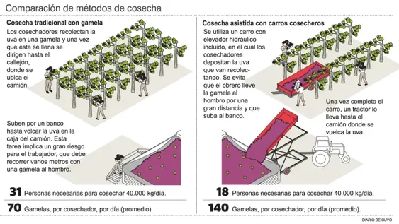 En el inicio de cosecha, la gamela se paga un 30% más que en 2019