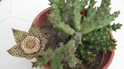 La flor lagarto