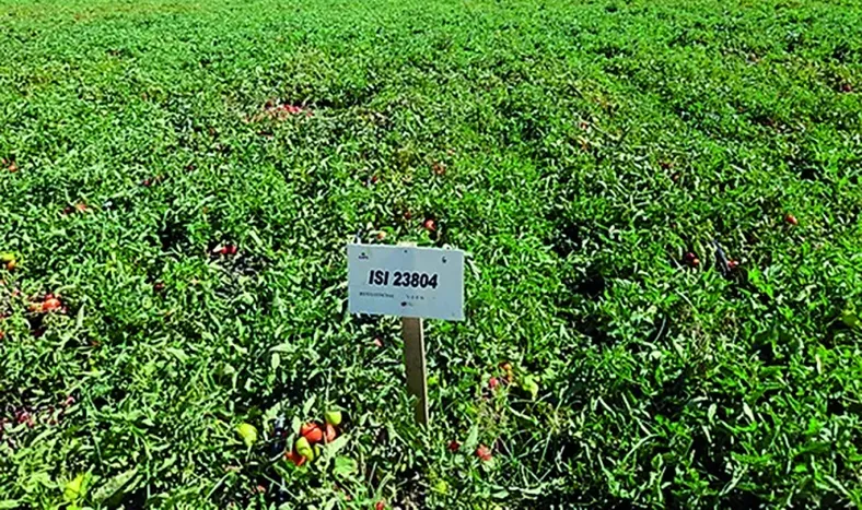 Presentaron el tomate híbrido ISI 23804 a los productores