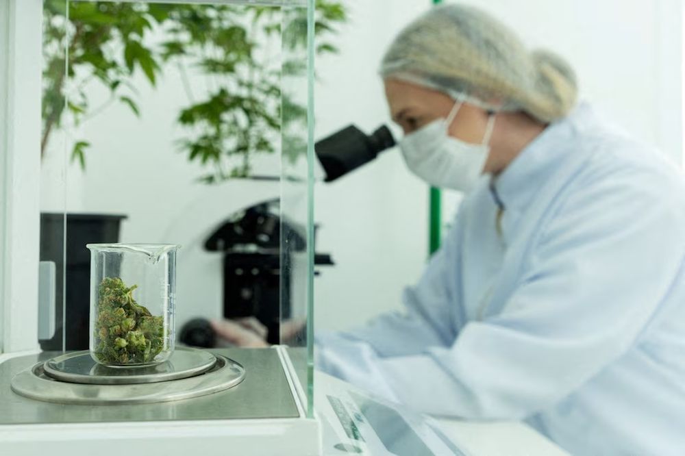 Nuevos estudios sobre el efecto del cannabis desaconsejan su uso para patologías de salud mental.&nbsp;