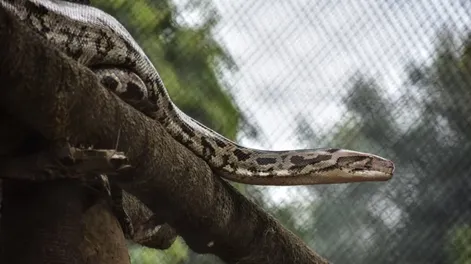Encuentran serpiente gigante y la sacaron con una grúa