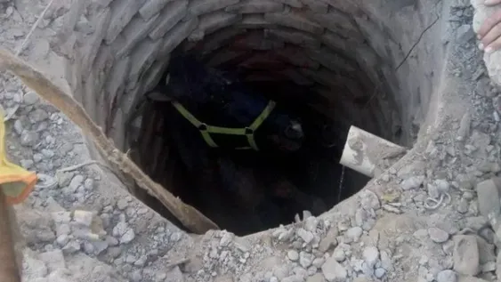 Bomberos lograron rescatar a un caballo que cayó en un pozo negro