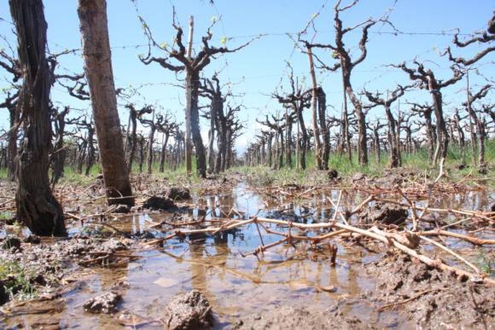 Granizo sorpresivo: leves daños en vides y melones