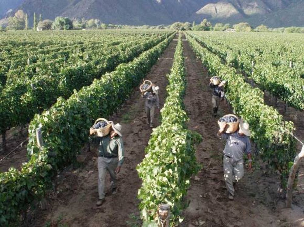 Perspectivas de cosechas y ritmo de exportaciones mundiales