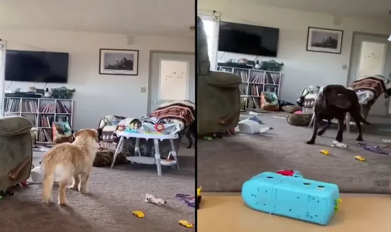 Terapia con animales: cómo los perros y otros animales contienen, calman y ayudan a ser más felices