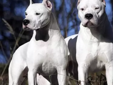 dos dogos atacaron y mataron a un perro comunitario
