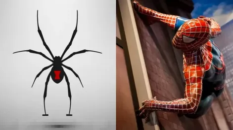Un niño se dejó picar por una araña porque “quería ser Spider-man” y quedó en terapia intensiva