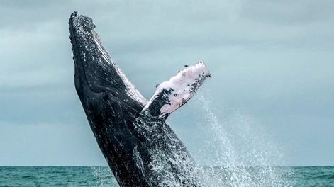 En México, una ballena aplastó una lancha y dejó varios heridos