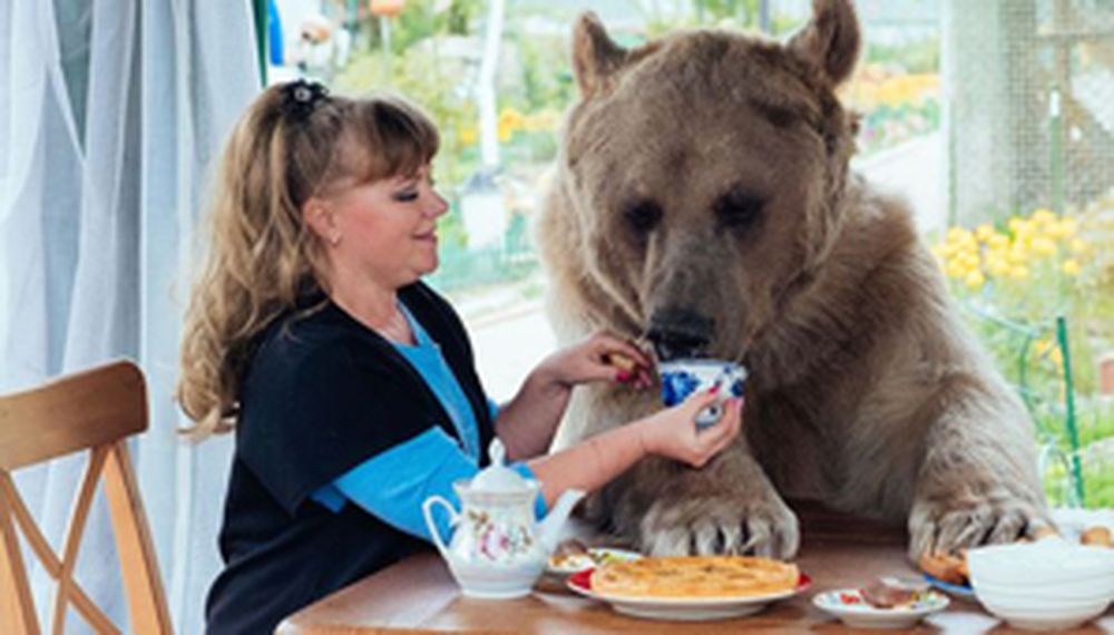 Un oso de mascota