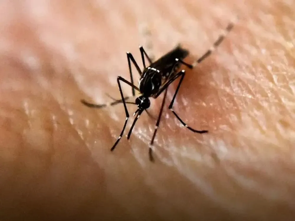 Confirmaron un caso de dengue importado positivo en la provincia