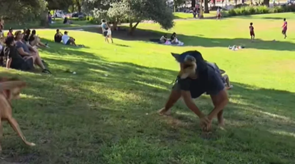 “Therian”, la extraña moda