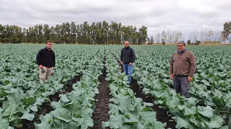 Brócoli, hortaliza saludable, congelada y orgánica, a EEUU