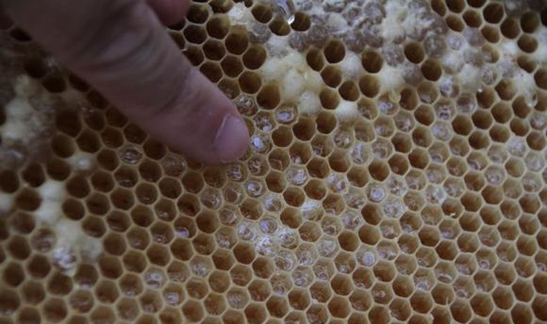 Avinagramiento de la miel: El Niño aumenta su ocurrencia