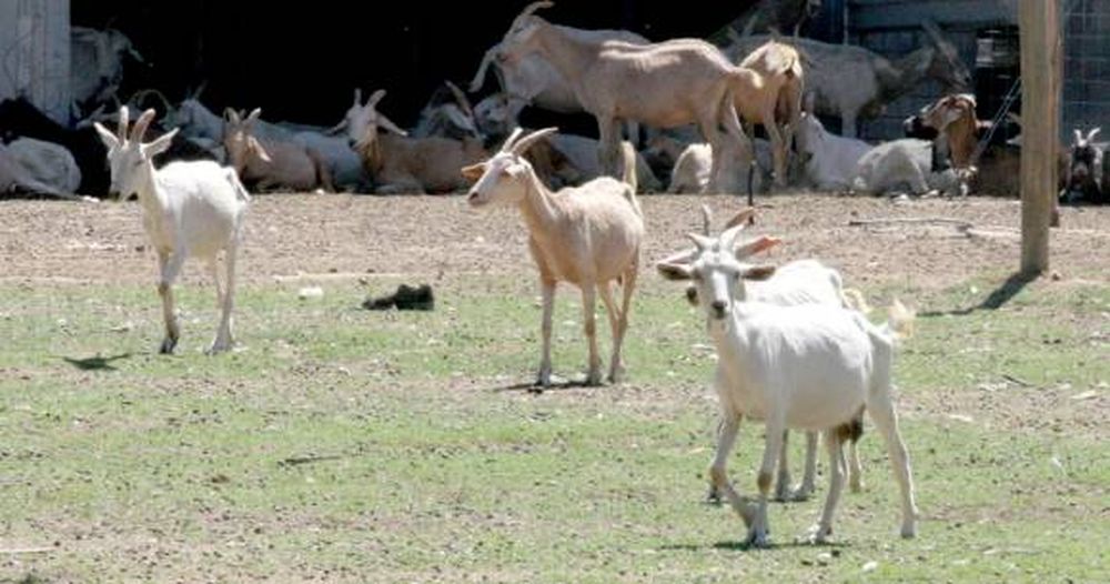 Las cabras con hambre ya se están recuperando
