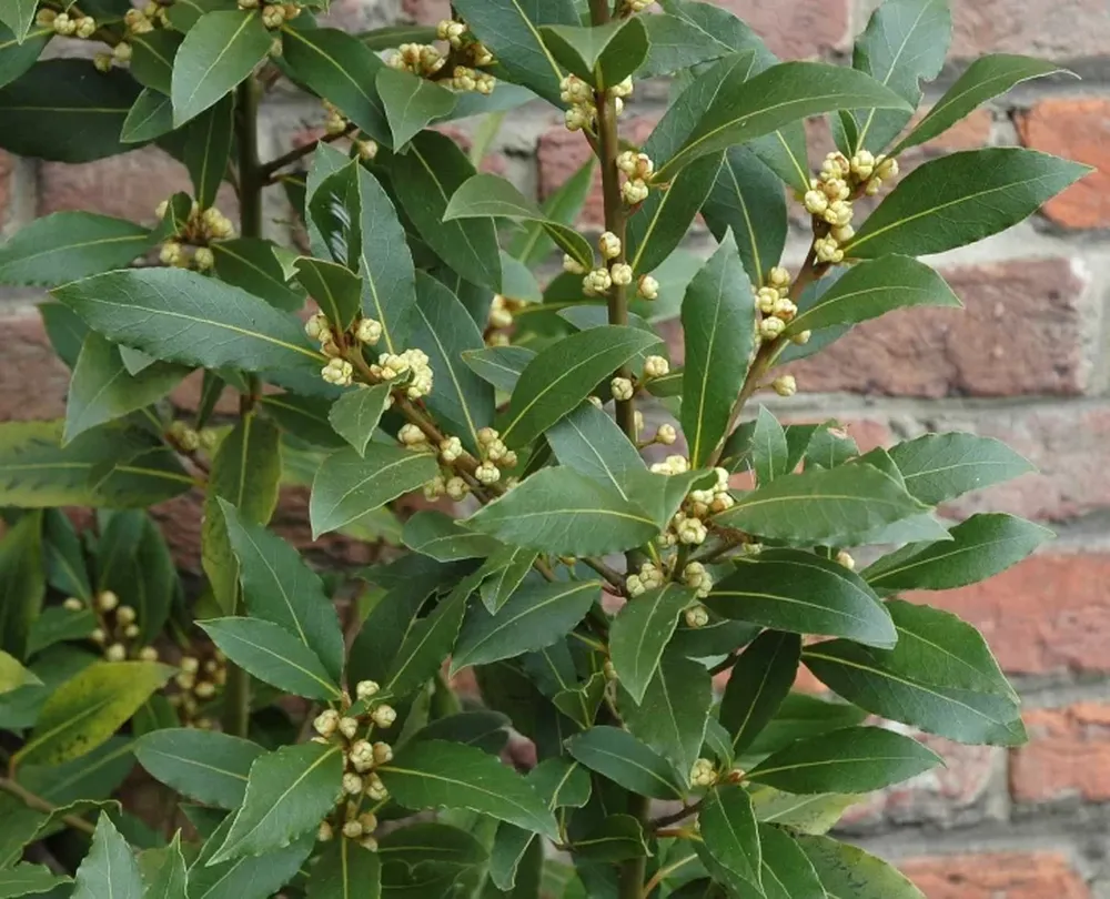 “Sean eternos los laureles”…