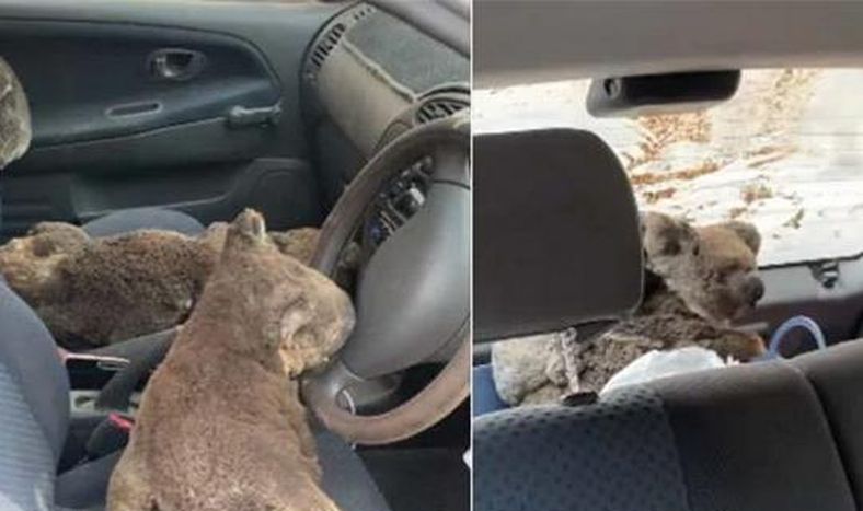 Dos adolescentes convirtieron su auto en una ambulancia para koalas