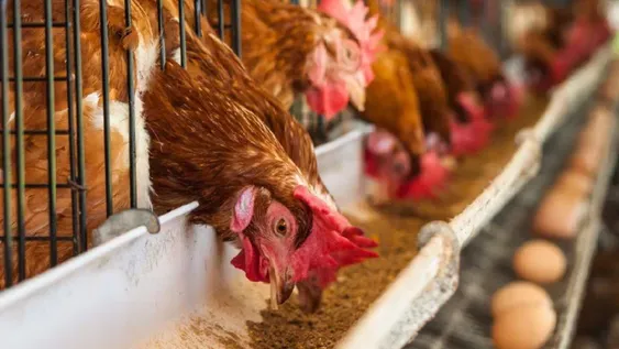 Hay fuerte aumento del precio de los huevos por la ola de calor y la suba de los granos