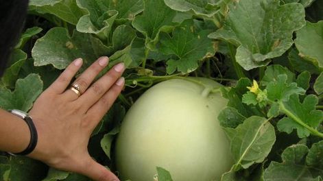 Aumentaron un 40% las ventas de los melones de San Juan