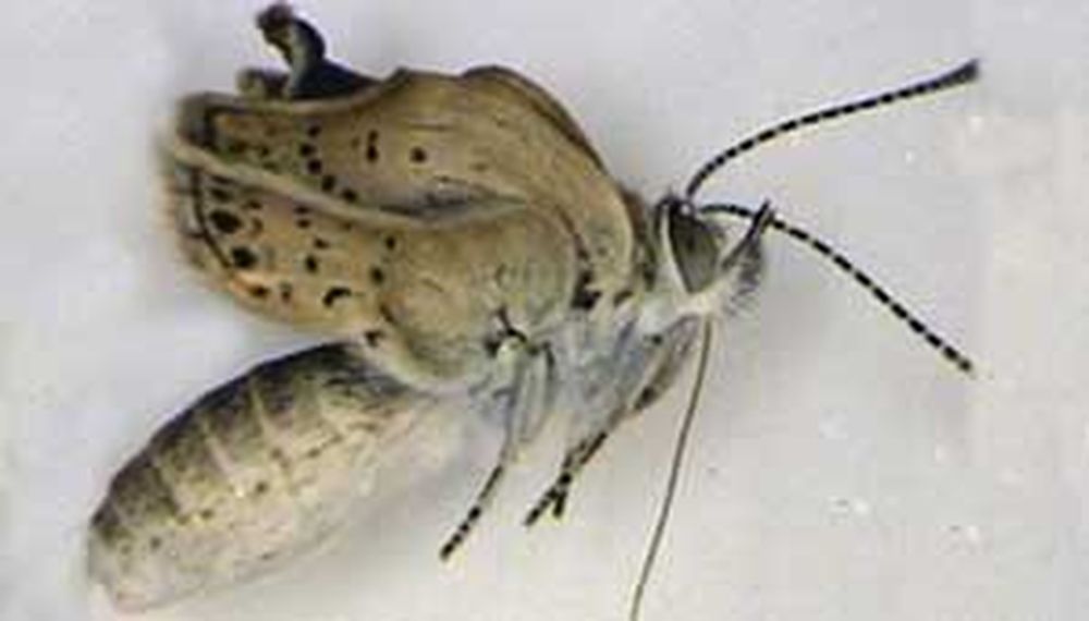 Mariposas mutantes