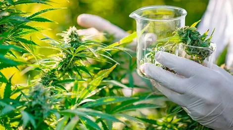 Se promulgó la Ley de Cannabis Medicinal: los detalles de la norma