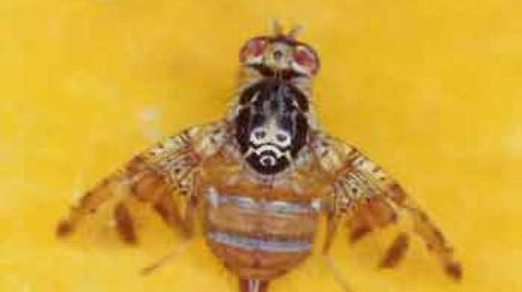 Una trampa para la mosca de la fruta tiene éxito en Australia