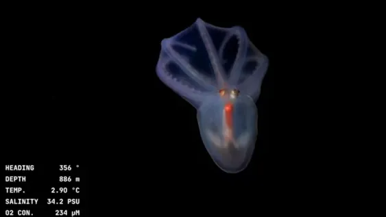 Exploración en vivo del cañón submarino de Mar del Plata: Cómo ver la misión del CONICET