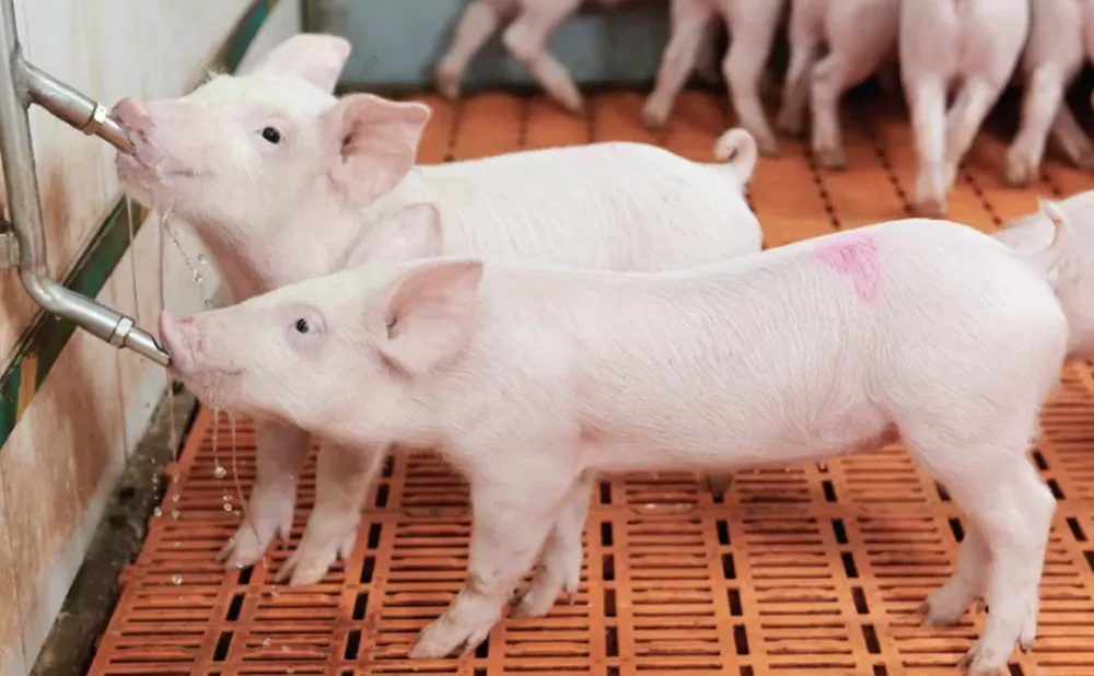 Roban 2 chanchos, los descubren faenándolos y piden perdón: igual los condenaron