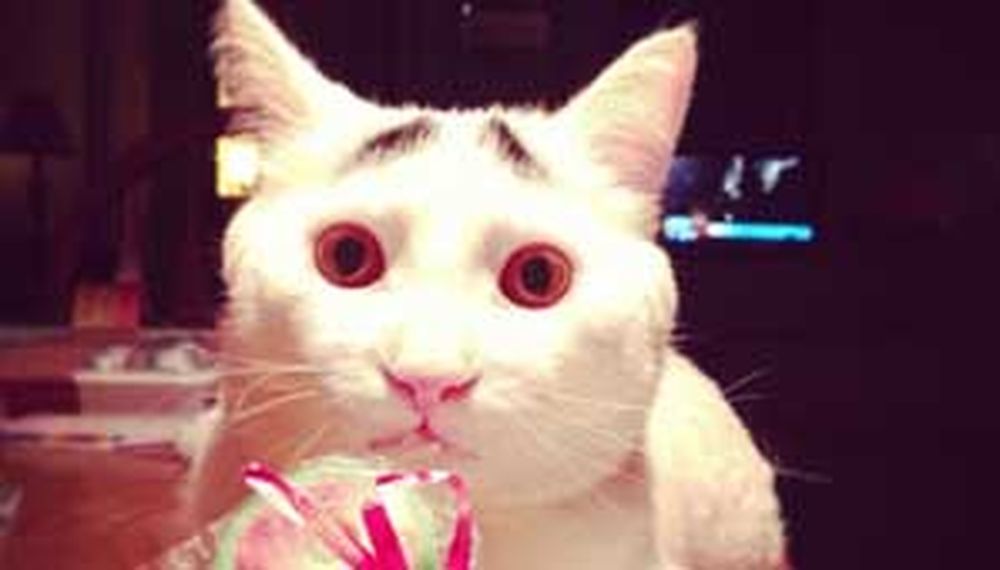 El gato con cejas