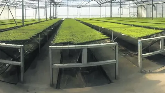 Tareas del Clúster de Semillas Hortícolas de nuestra provincia