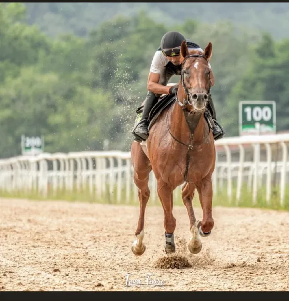 Trabajando en el Hip&oacute;dromo de San Sebasti&aacute;n.