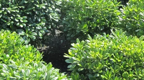 Diario de Cuyo | x1 728x708.webp