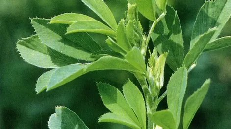 Premian una alfalfa por productividad