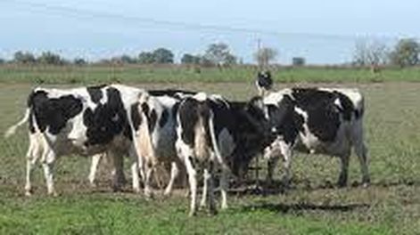 Polémico debate por una tasa a la emisión de gases vacunos: un dirigente rural le respondió a la diputada que ideó el proyecto