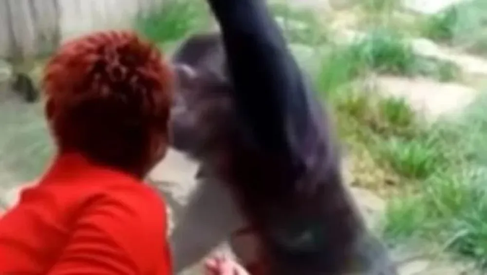 Un zoológico prohibió la entrada a una mujer que tenía una “aventura” con un chimpancé