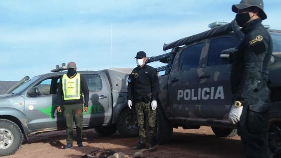 Cazadores caen por matar liebres con 20 perros