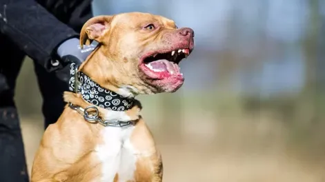 Feroz ataque en un galpón de ajos: dos perros atacaron a un empleado de 75 años y lo hirieron de gravedad