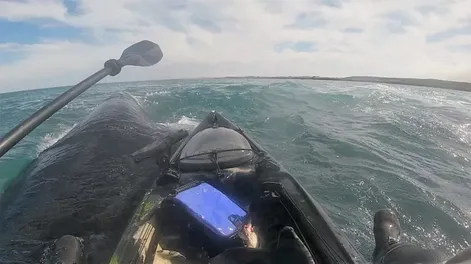 Fue a pescar en kayak, tres ballenas lo rodearon y quedó sobre una de ellas