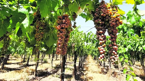 Hay uvas quemadas por intenso calor del jueves, el más fuerte de la última década