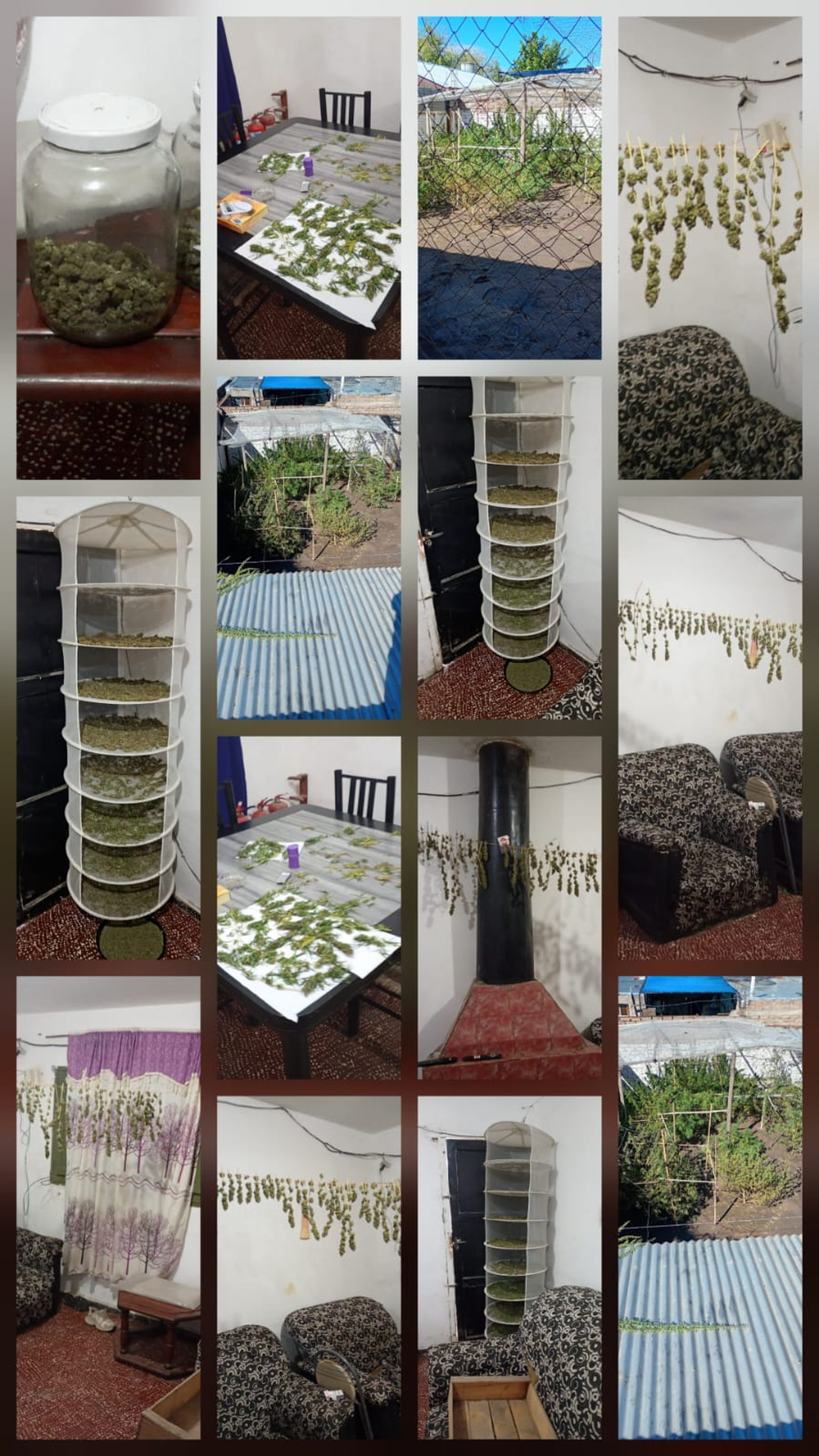 Hallaron marihuana en Caucete.